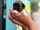 Shih Tzu Puppy
