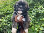 Shih Tzu Puppy