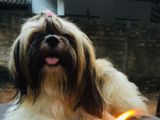 Shih Tzu Pappy