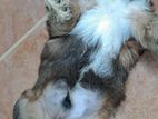 Shih Tzu Puppy