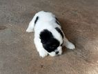 Shitzu Puppy