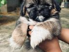 Shih Tzu Puppies