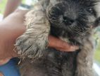 Shitzu Puppy