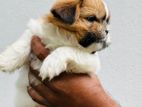 Shih Tzu Puppy