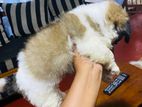Shitzu Puppies