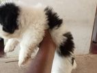 Shih Tzu Puppies