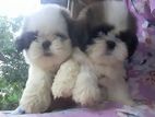 Shih Tzu Puppies
