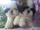 Shih Tzu Puppies