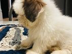 Shitzu Puppies