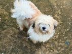 Shih Tzu Puppy