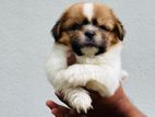 Shih Tzu Puppies