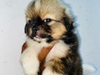 Shih Tzu Puppies