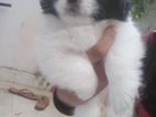 Shihtzu Puppy