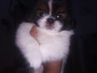 Shitzu Puppies