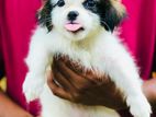Shihtzu Puppies