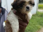 Shih Tzu Puppies