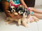 Shitzu Puppies