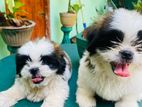 Shitzu Puppies