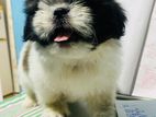Shih Tzu Puppies