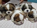 Shitzu Puppies ( Male )