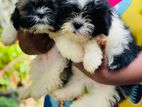 Shih Tzu Puppies