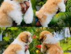 shitzu puppie