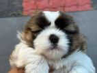 Shih Tzu Puppy