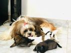 Shih Tzu Puppies