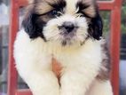 Shih Tzu Puppies