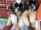 Shihtzu Puppies