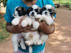 Shitzu Puppies