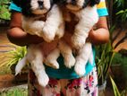 Shih Tzu puppies