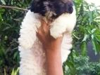Shihtzu Puppies