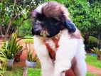 Shi Tzu Puppies