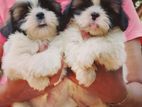 shitzu puppies