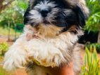 Shih Tzu Puppies