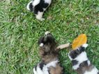 Shih Tzu Puppies