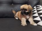 Shitzu Puppies