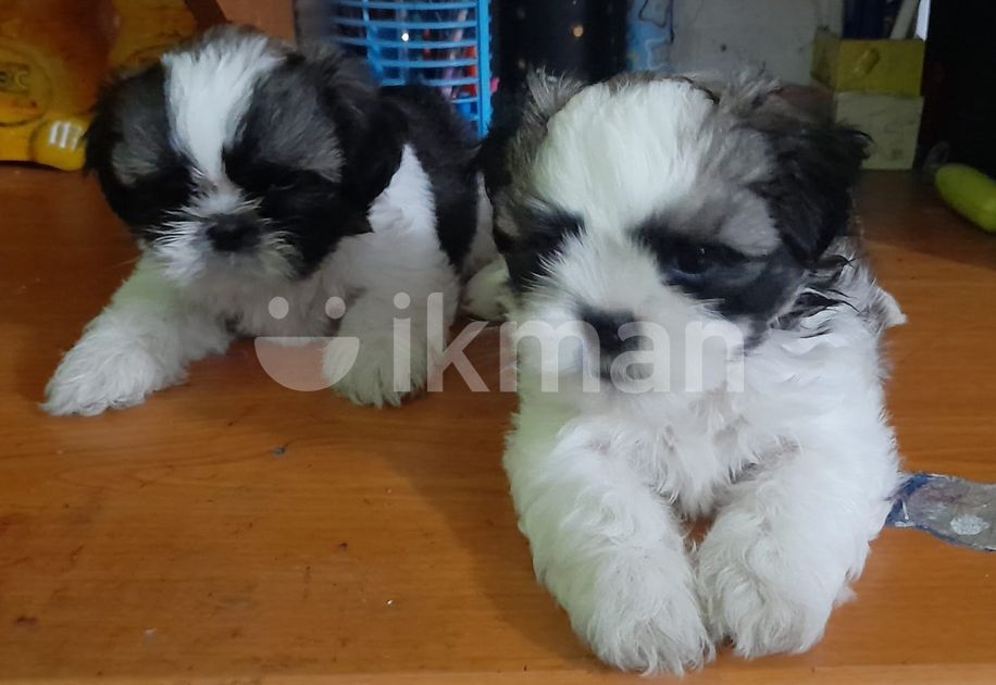 Shih Tzu Puppies in Pannipitiya ikman.lk