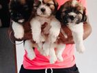 Shih Tzu Puppies