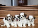 Shih Tzu Puppies