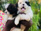 Shihtzu puppies