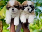 Shitzu Puppies