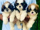 Shitzu Puppies