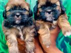 Shitzu puppies