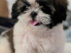 Shitzu Puppies