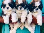 Shitzu Puppies