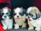 Shitzu Puppies
