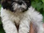 Shitzu Puppies