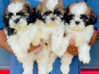 Shih Tzu Puppies